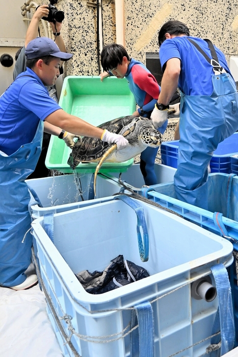 のとじま水族館に戻るため、トラックの荷台に載せられるウミガメ＝7月10日、福井県坂井市の越前松島水族館