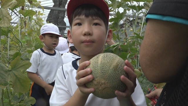 地元で栽培されているアムスメロンの収穫を体験する児童