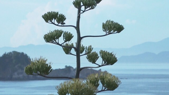 小豆島でリュゼツランが開花