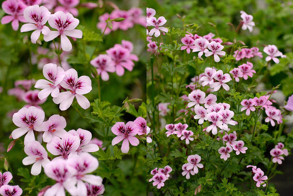 'レディー・スカボロウ' Pelargonium 'Lady Scarborough'（撮影／伊藤善規　撮影協力／広島市植物公園）