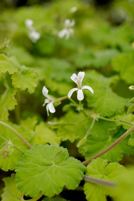 オドラティッシムム Pelargonium odoratissimum（撮影／伊藤善規　撮影協力／広島市植物公園）