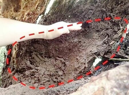 ヤンバルテナガコガネのすみかである土が取られた形跡があった（赤い囲い部分）＝３月、やんばる国立公園（提供・環境省やんばる自然保護官事務所）
