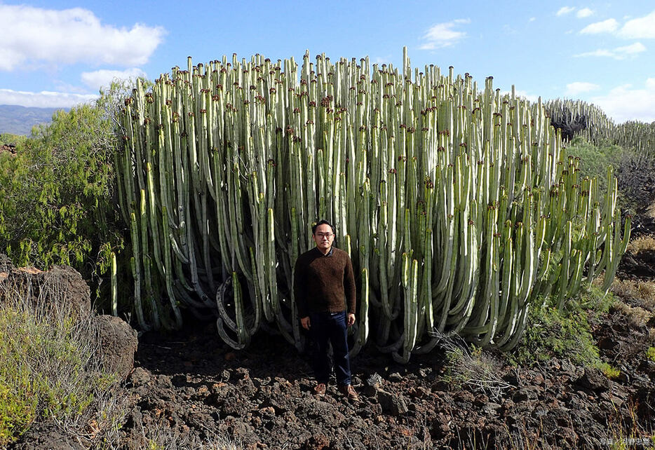 ユーフォルビア・カナリエンシス   写真提供／河野忠賢（THE SUCCULENTIST）