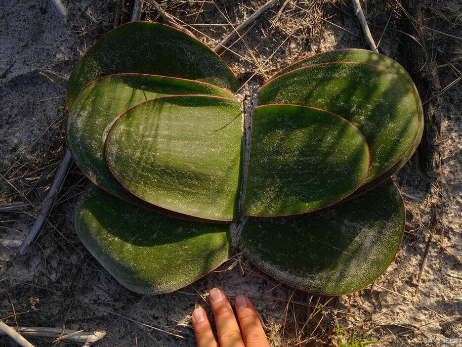 ブルンスビギア・オリエンタリス   写真提供／河野忠賢（THE SUCCULENTIST）