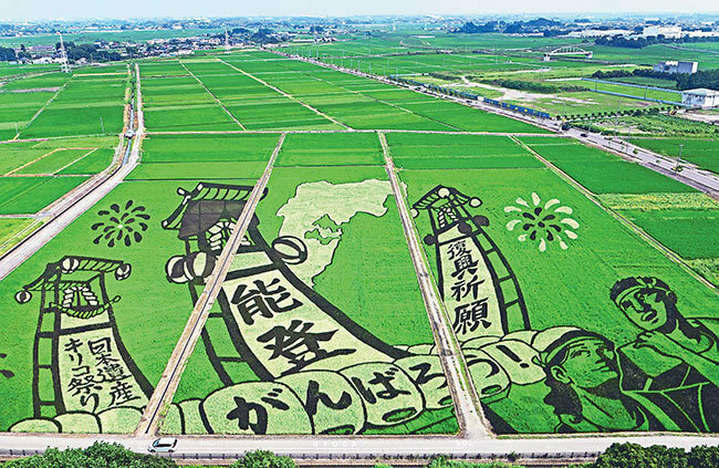 能登のキリコ祭りを描いた田んぼアート（埼玉県行田市で）