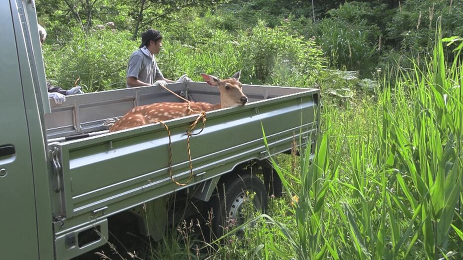 救出されたシカはその後 山へかえされた