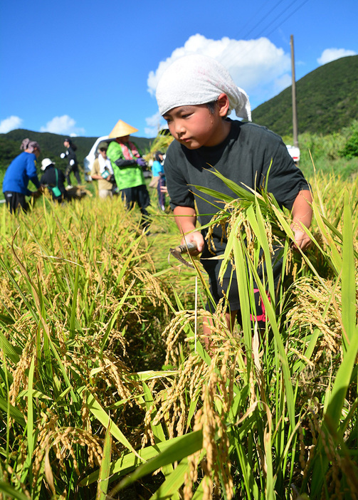 大粒の汗を額に浮かべながら稲を刈り取る参加者＝21日、鹿児島県奄美市名瀬小湊