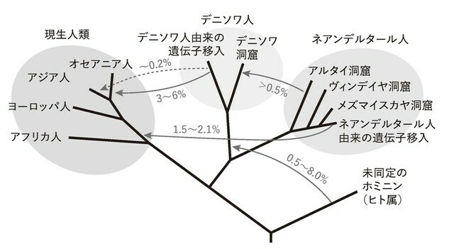 ネアンデルタール人と現代人の遺伝子交雑(Nature 2014; 505: 43より改変)