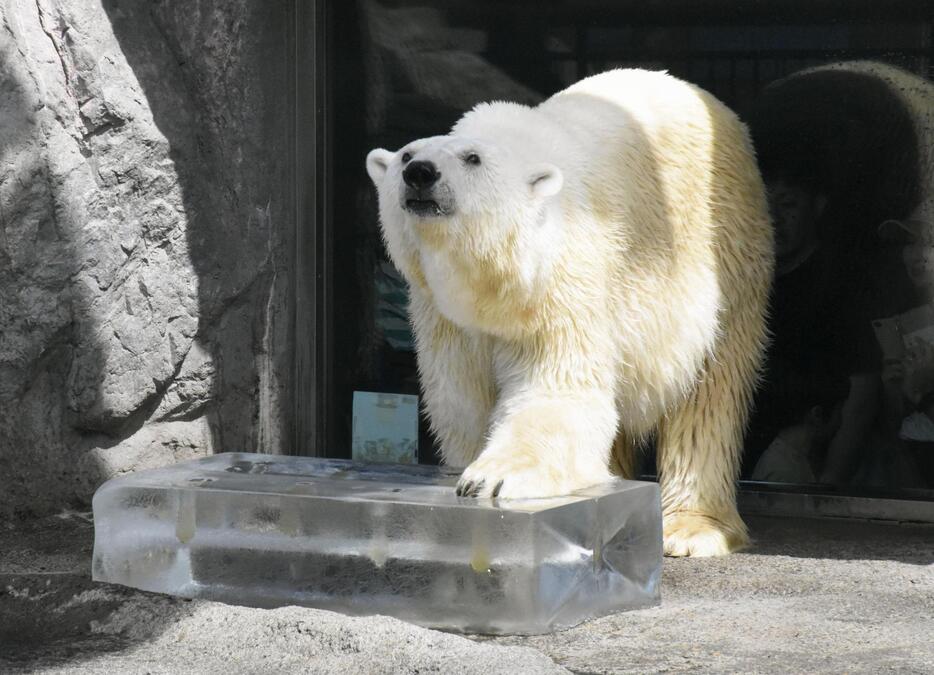 北海道旭川市の旭山動物園でプレゼントされた氷で涼をとるホッキョクグマ＝26日午前