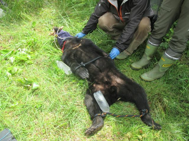 紀北町内で錯誤捕獲されたクマ（画像提供：三重県）