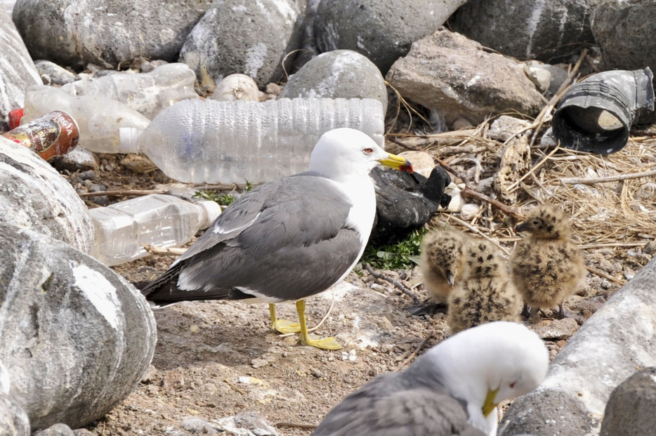 天売島の海岸で過ごすウミネコの親子。近くにはペットボトルなどのごみが散らばる＝2018年6月、北海道羽幌町（北海道海鳥センター提供）