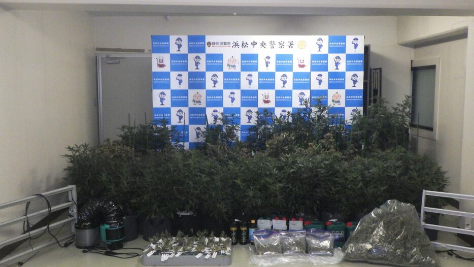 押収された大麻草など   静岡県警提供