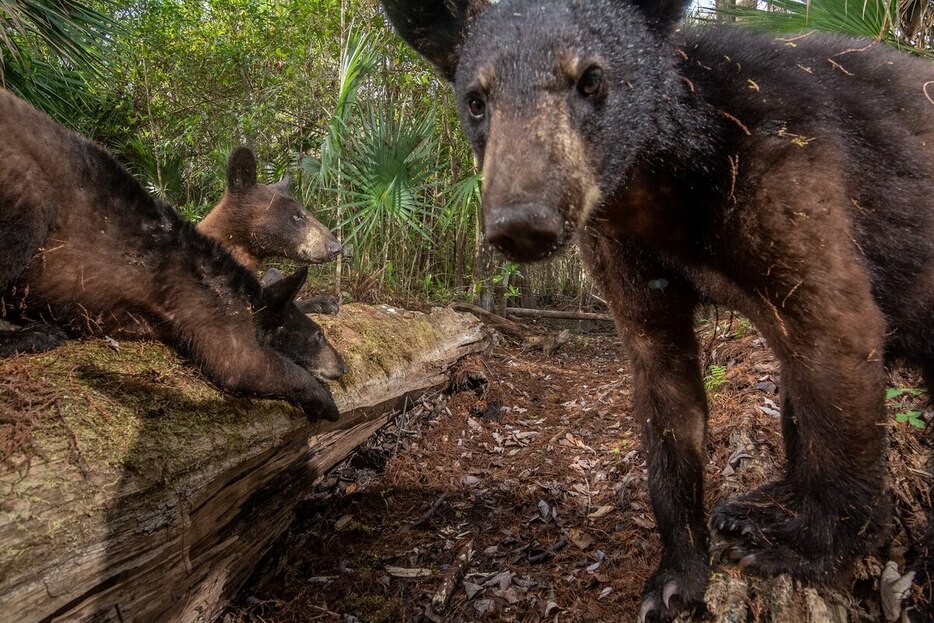 昆虫の幼虫がたくさんいる丸太をひっかくアメリカクロクマ（Ursus americanus）の親子。フロリダ・パンサー国立野生生物保護区にて。（PHOTOGRAPH BY CARLTON WARD）