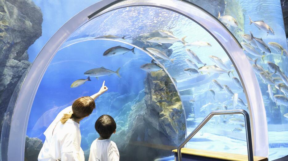 営業を再開した石川県七尾市の「のとじま水族館」＝20日午前