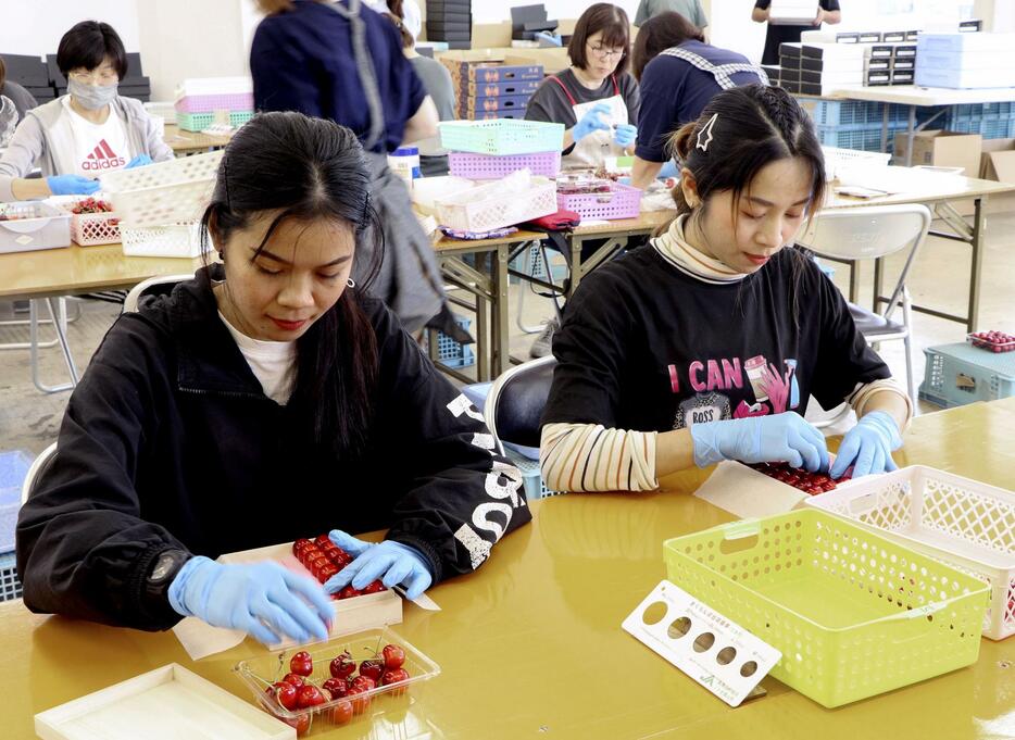 山形県寒河江市にリレー派遣され、サクランボの箱詰め作業をするカンボジア出身の女性2人。右がリ・リンオさん＝6月