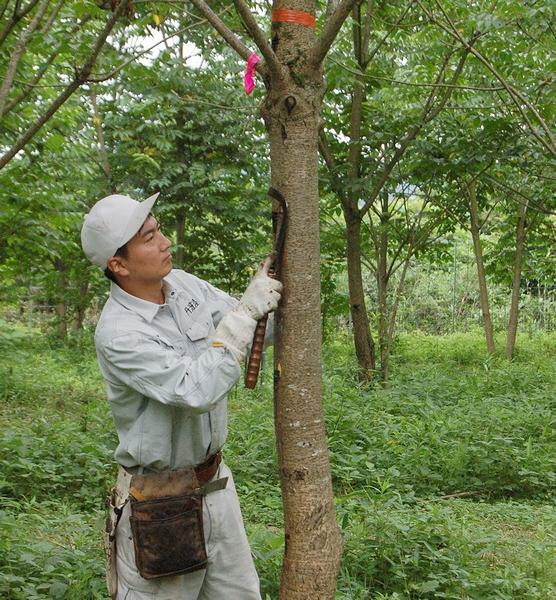 夜久野高原の植栽地で漆を採取する山内さん。技術を守り伝えるために漆木の植栽にも励んでいる