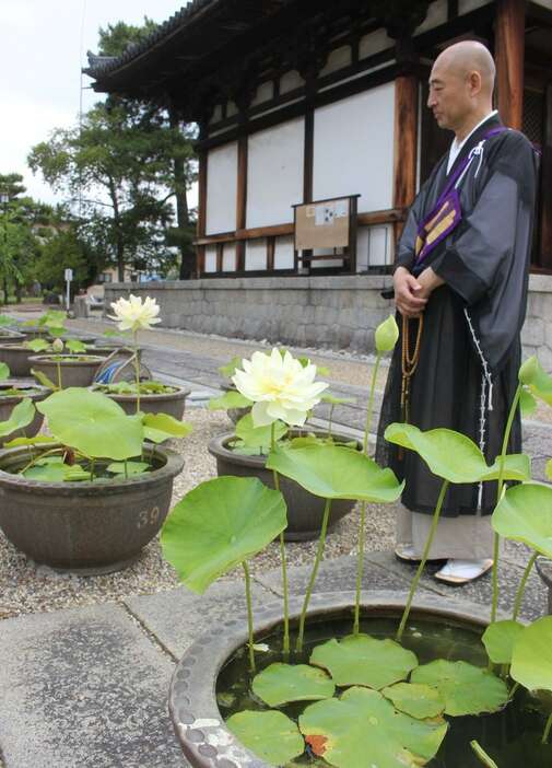 開花したハス＝奈良市の喜光寺