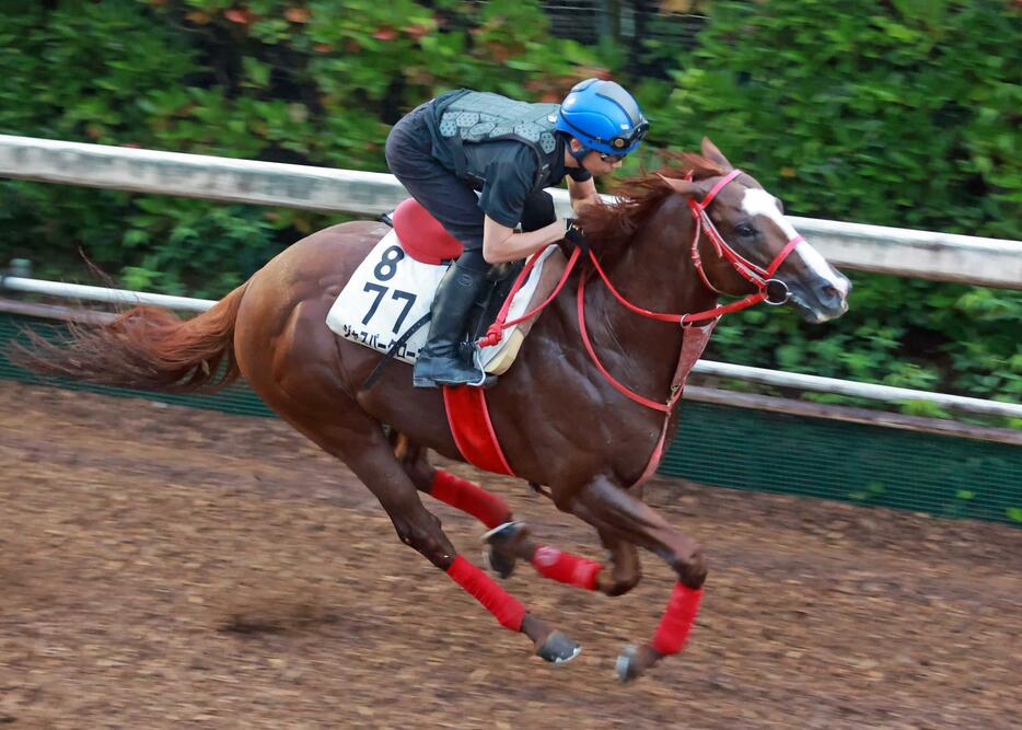 　団野を背に栗東坂路で追い切るジャスパークローネ＝撮影・石湯恒介