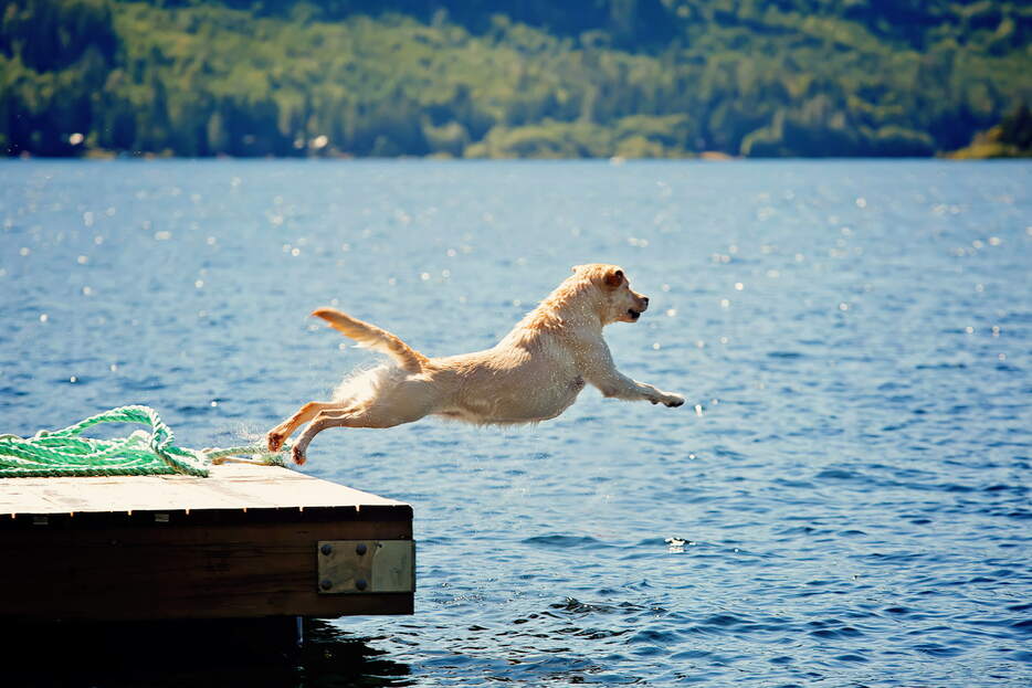 犬の多くは泳ぐのが大好きであり、狩猟犬などはその傾向が強い。photo：Cindy Hughes/Shutterstock※写真はイメージです