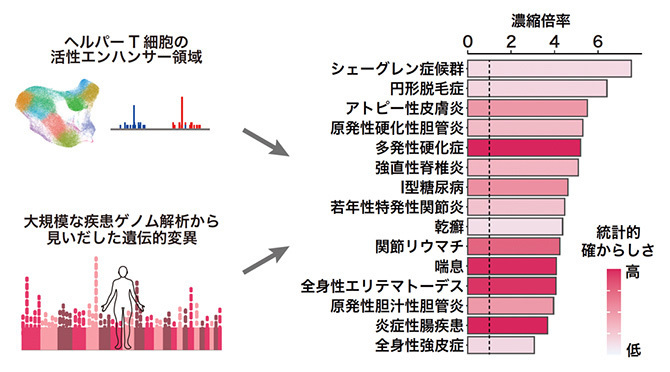 ヘルパーT細胞のエンハンサー領域（疾患エンハンサー）にはいくつかの自己免疫疾患やアレルギー疾患に関連する遺伝的変異が高い倍率で濃縮されていた（理研や京都大学などの研究グループ提供）