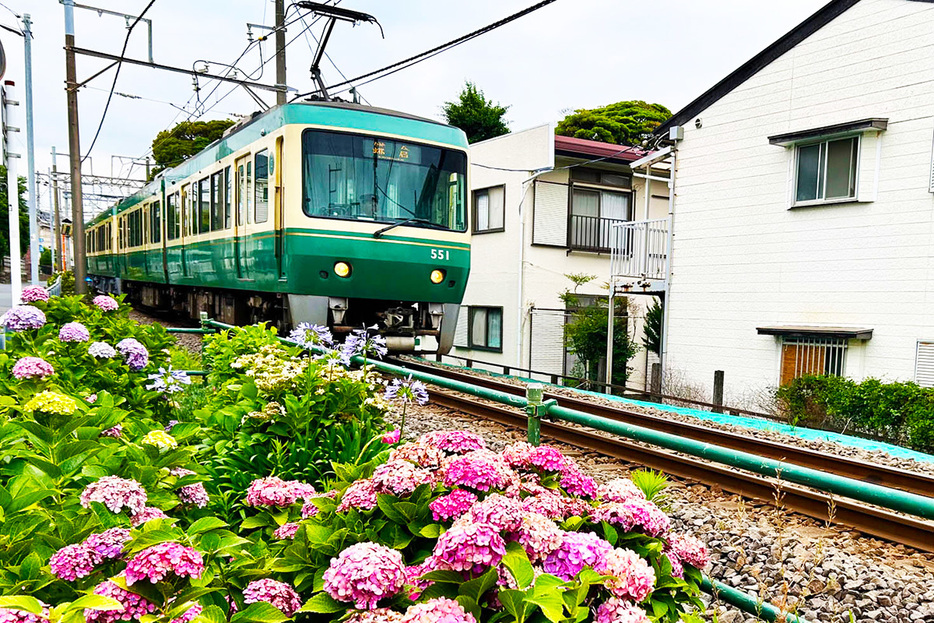 紫陽花が咲き乱れるなか運行する江ノ電の車両
