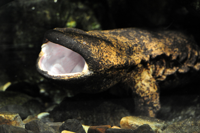 夜行性のオオサンショウウオが動く姿を見られるかも！？