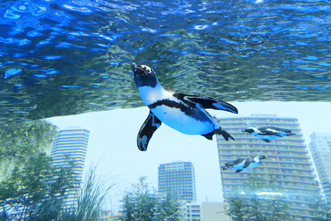 「天空のペンギン」は19時までの展示