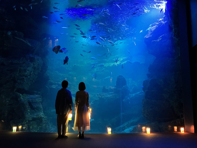 岩陰から夜行性の魚たちが姿を現す夜の「「京の海」大水槽」