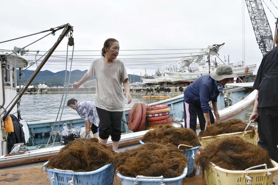 漁を終えて、もずくを水揚げする海女たち＝12日午前、石川県輪島市