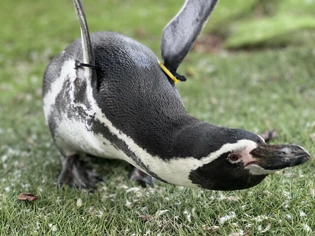 フンボルトペンギン「あさり」の普段の様子提供：那須どうぶつ王国