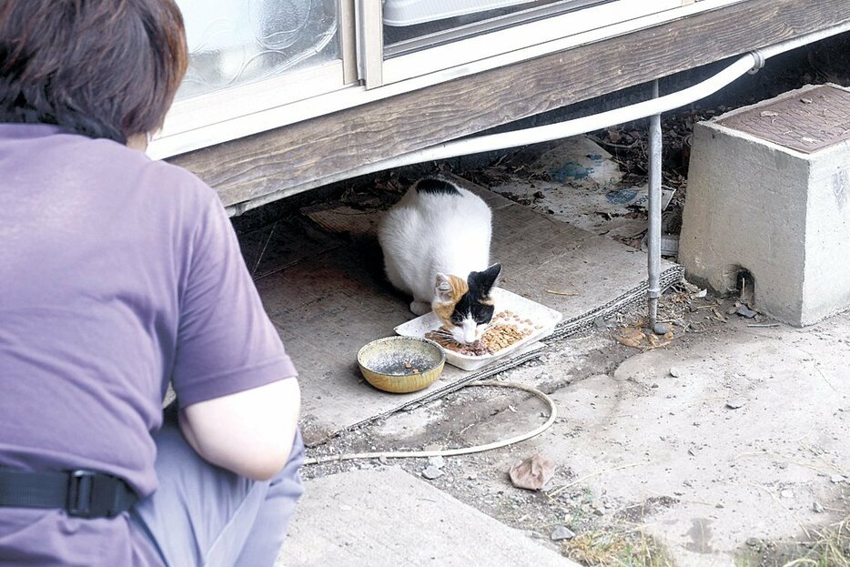 決められた餌場で餌を食べる地域猫