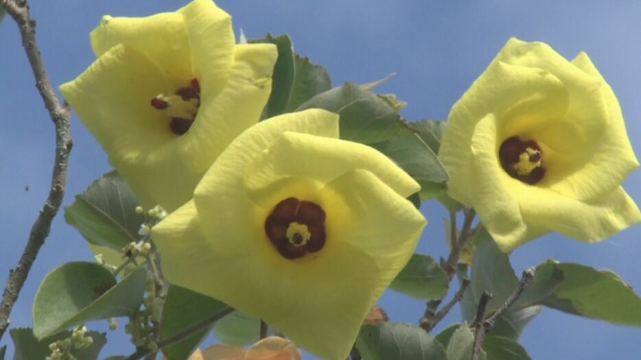 見頃を迎えたハマボウの花 三重県紀北町