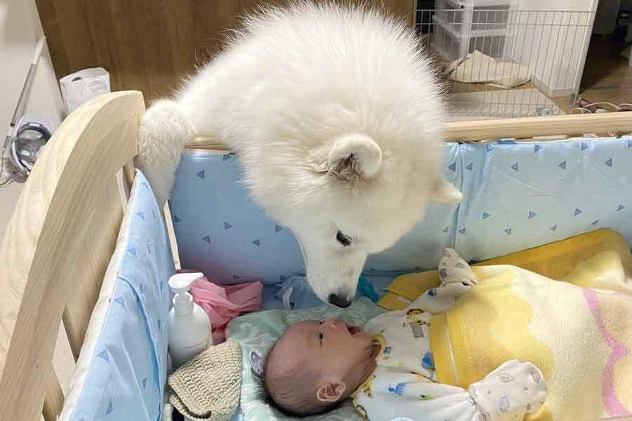 “弟”の様子を見に来たこはくちゃん【写真提供：サモエド　こはく（@kohaku_Samoyed）さん】