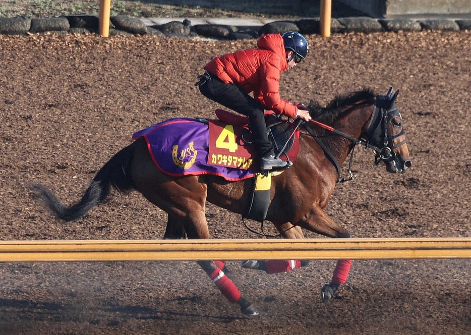 Cウッドでキャンター調整するカワキタマナレア