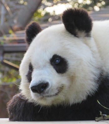 提供/神戸市立王子動物園