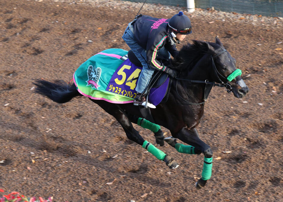 坂路で追い切るジャスティンパレス