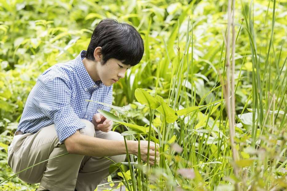 秋篠宮邸の庭で、トンボが飛来する池の周辺の植物の様子などを観察される秋篠宮ご夫妻の長男、悠仁さま。池周辺のヒメガマは、ご自身で植栽されたという＝7月15日午前、東京都港区の赤坂御用地（宮内庁提供）