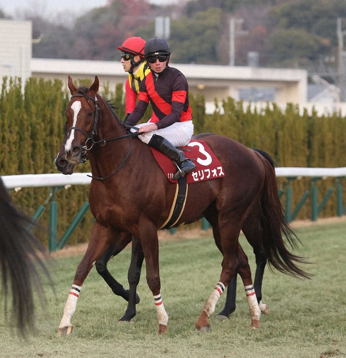 ＜京都11R・阪神C＞　4着のセリフォス　（撮影・亀井　直樹）　