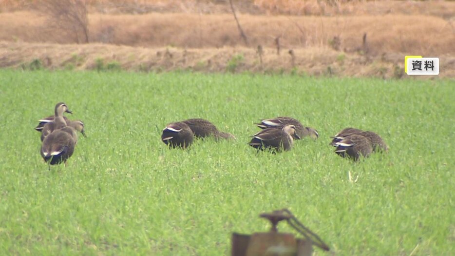 【画像】ロケット花火で麦食い荒らすカモ撃退へ