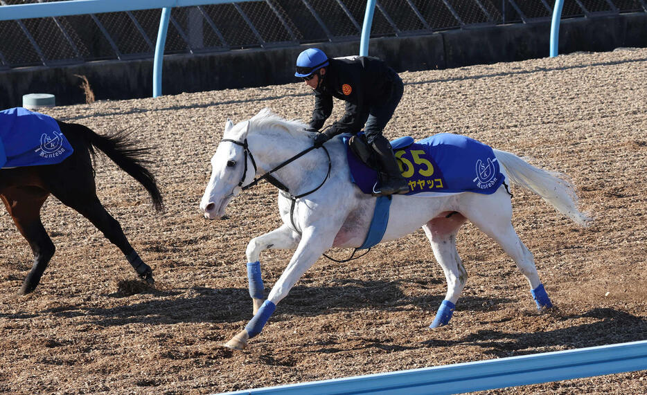 ハヤヤッコは吉田豊騎手を背に美浦ウッドを併せ馬で追い切られた（撮影・丹羽敏通）