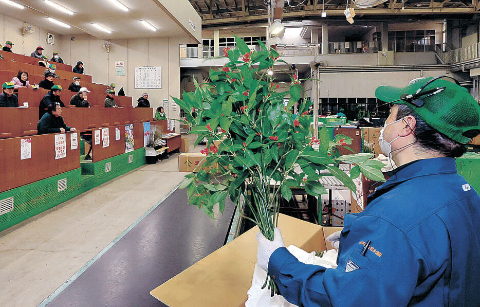 競りに掛けられる正月向けの花木＝１０日午前７時１５分、金沢市公設花き地方卸売市場