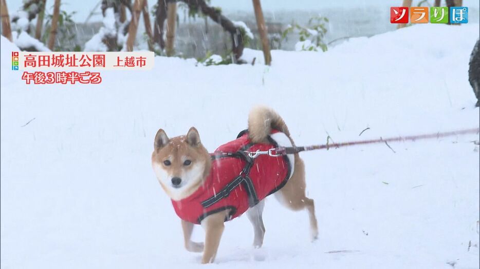 雪が降り積もる高田城址公園