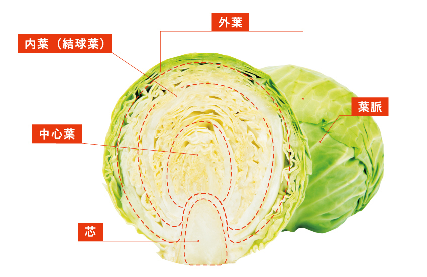 (c)監修:濱裕宣、赤石定典『完全版 その調理、9割の栄養捨ててます！』/世界文化社