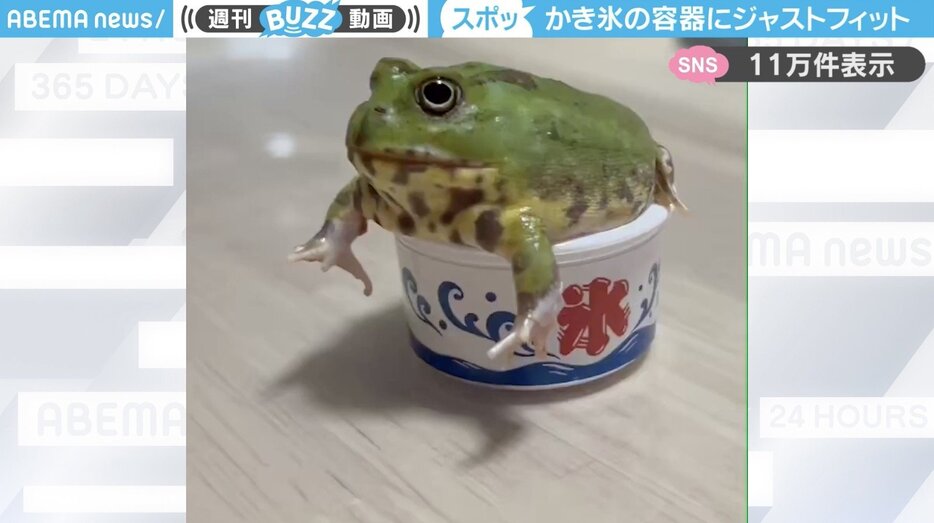 チャコガエル「あじみ」ちゃん