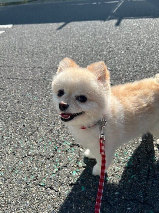 別の日の様子　お散歩中のすずちゃん