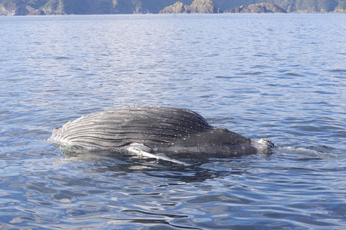 【尾鷲沖漂流のクジラの死骸（尾鷲海保提供）】