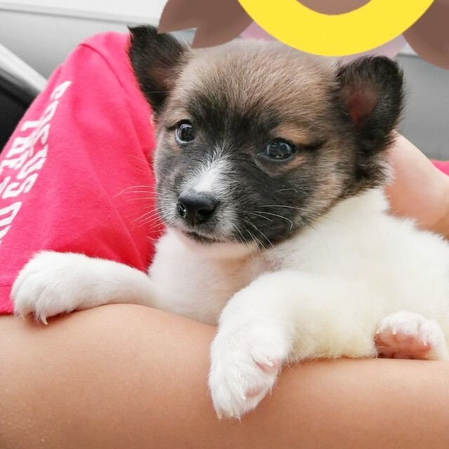 初めて飼い主さん家族と対面したときのサンちゃん（画像提供：保護犬サンちゃんさん）