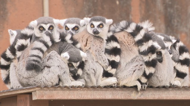 体を寄せ合って寒さをしのぐワオキツネザル　東かがわ市「しろとり動物園」