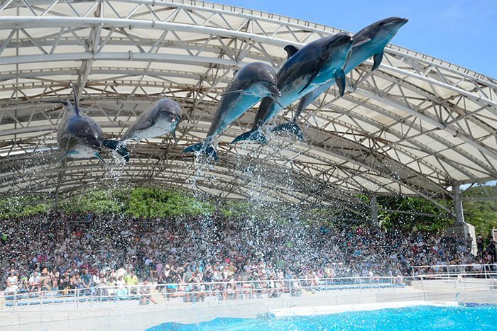 オキちゃん劇場でのイルカショー（国営沖縄記念公園・海洋博公園提供）