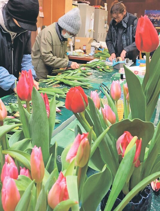 チューリップ切り花の出荷を進める従業員＝フルール